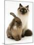 Young Birman-Cross Cat with Dwarf Lionhead Rabbit-Jane Burton-Mounted Photographic Print