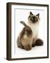 Young Birman-Cross Cat with Dwarf Lionhead Rabbit-Jane Burton-Framed Photographic Print