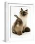 Young Birman-Cross Cat with Dwarf Lionhead Rabbit-Jane Burton-Framed Photographic Print