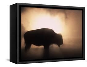 Young Bison, Getting Warmth from Steaming Geyser, Yellowstone, USA-Pete Cairns-Framed Stretched Canvas