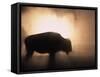 Young Bison, Getting Warmth from Steaming Geyser, Yellowstone, USA-Pete Cairns-Framed Stretched Canvas