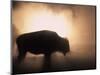 Young Bison, Getting Warmth from Steaming Geyser, Yellowstone, USA-Pete Cairns-Mounted Premium Photographic Print