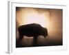 Young Bison, Getting Warmth from Steaming Geyser, Yellowstone, USA-Pete Cairns-Framed Photographic Print