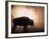 Young Bison, Getting Warmth from Steaming Geyser, Yellowstone, USA-Pete Cairns-Framed Photographic Print