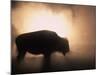 Young Bison, Getting Warmth from Steaming Geyser, Yellowstone, USA-Pete Cairns-Mounted Photographic Print