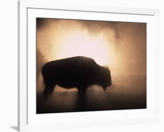 Young Bison, Getting Warmth from Steaming Geyser, Yellowstone, USA-Pete Cairns-Framed Photographic Print