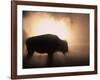 Young Bison, Getting Warmth from Steaming Geyser, Yellowstone, USA-Pete Cairns-Framed Photographic Print