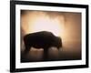 Young Bison, Getting Warmth from Steaming Geyser, Yellowstone, USA-Pete Cairns-Framed Photographic Print