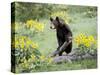 Young Black Bear Among Arrowleaf Balsam Root, Animals of Montana, Bozeman, Montana, USA-James Hager-Stretched Canvas