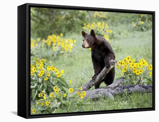 Young Black Bear Among Arrowleaf Balsam Root, Animals of Montana, Bozeman, Montana, USA-James Hager-Framed Stretched Canvas