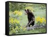 Young Black Bear Among Arrowleaf Balsam Root, Animals of Montana, Bozeman, Montana, USA-James Hager-Framed Stretched Canvas