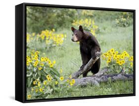 Young Black Bear Among Arrowleaf Balsam Root, Animals of Montana, Bozeman, Montana, USA-James Hager-Framed Stretched Canvas