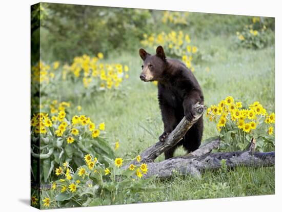 Young Black Bear Among Arrowleaf Balsam Root, Animals of Montana, Bozeman, Montana, USA-James Hager-Stretched Canvas