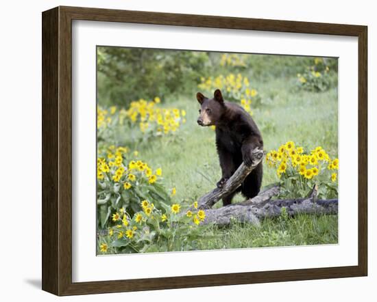 Young Black Bear Among Arrowleaf Balsam Root, Animals of Montana, Bozeman, Montana, USA-James Hager-Framed Photographic Print