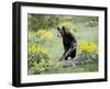 Young Black Bear Among Arrowleaf Balsam Root, Animals of Montana, Bozeman, Montana, USA-James Hager-Framed Photographic Print