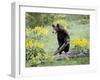 Young Black Bear Among Arrowleaf Balsam Root, Animals of Montana, Bozeman, Montana, USA-James Hager-Framed Photographic Print