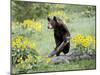 Young Black Bear Among Arrowleaf Balsam Root, Animals of Montana, Bozeman, Montana, USA-James Hager-Mounted Photographic Print