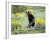 Young Black Bear Among Arrowleaf Balsam Root, Animals of Montana, Bozeman, Montana, USA-James Hager-Framed Photographic Print