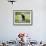 Young Black Bear Among Arrowleaf Balsam Root, Animals of Montana, Bozeman, Montana, USA-James Hager-Framed Photographic Print displayed on a wall