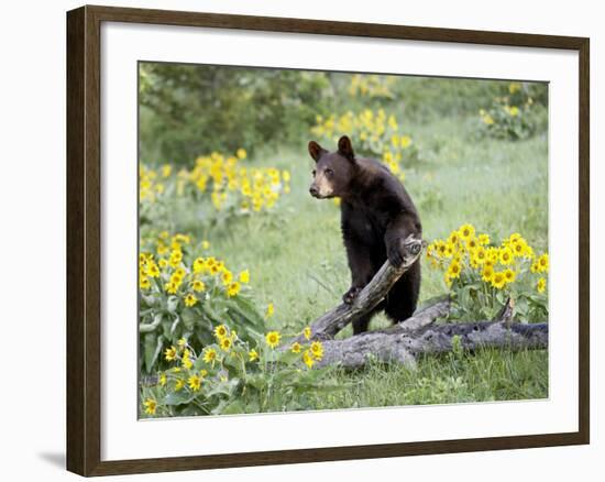 Young Black Bear Among Arrowleaf Balsam Root, Animals of Montana, Bozeman, Montana, USA-James Hager-Framed Photographic Print