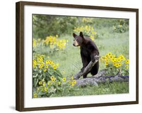 Young Black Bear Among Arrowleaf Balsam Root, Animals of Montana, Bozeman, Montana, USA-James Hager-Framed Photographic Print