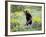 Young Black Bear Among Arrowleaf Balsam Root, Animals of Montana, Bozeman, Montana, USA-James Hager-Framed Photographic Print