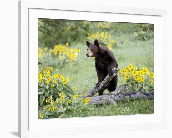 Young Black Bear Among Arrowleaf Balsam Root, Animals of Montana, Bozeman, Montana, USA-James Hager-Framed Photographic Print