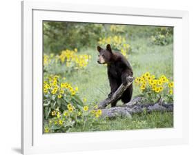 Young Black Bear Among Arrowleaf Balsam Root, Animals of Montana, Bozeman, Montana, USA-James Hager-Framed Photographic Print