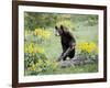 Young Black Bear Among Arrowleaf Balsam Root, Animals of Montana, Bozeman, Montana, USA-James Hager-Framed Photographic Print