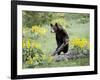 Young Black Bear Among Arrowleaf Balsam Root, Animals of Montana, Bozeman, Montana, USA-James Hager-Framed Photographic Print