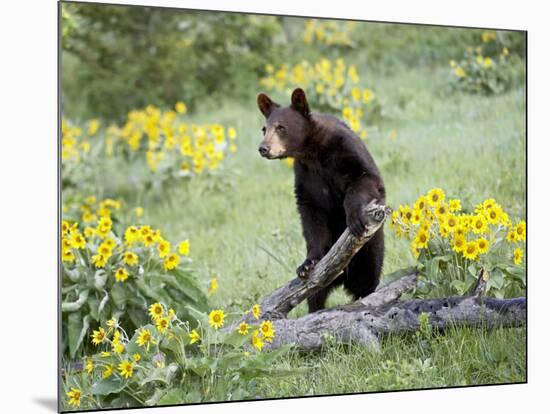 Young Black Bear Among Arrowleaf Balsam Root, Animals of Montana, Bozeman, Montana, USA-James Hager-Mounted Photographic Print