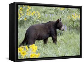 Young Black Bear Among Arrowleaf Balsam Root, Animals of Montana, Bozeman, Montana, USA-James Hager-Framed Stretched Canvas