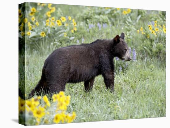 Young Black Bear Among Arrowleaf Balsam Root, Animals of Montana, Bozeman, Montana, USA-James Hager-Stretched Canvas