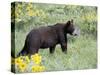 Young Black Bear Among Arrowleaf Balsam Root, Animals of Montana, Bozeman, Montana, USA-James Hager-Stretched Canvas