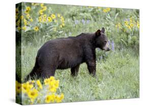 Young Black Bear Among Arrowleaf Balsam Root, Animals of Montana, Bozeman, Montana, USA-James Hager-Stretched Canvas