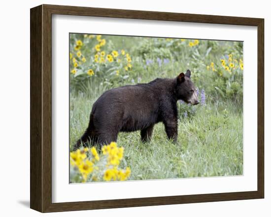 Young Black Bear Among Arrowleaf Balsam Root, Animals of Montana, Bozeman, Montana, USA-James Hager-Framed Photographic Print