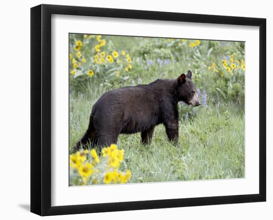 Young Black Bear Among Arrowleaf Balsam Root, Animals of Montana, Bozeman, Montana, USA-James Hager-Framed Photographic Print