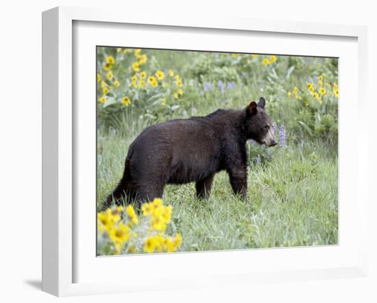 Young Black Bear Among Arrowleaf Balsam Root, Animals of Montana, Bozeman, Montana, USA-James Hager-Framed Photographic Print