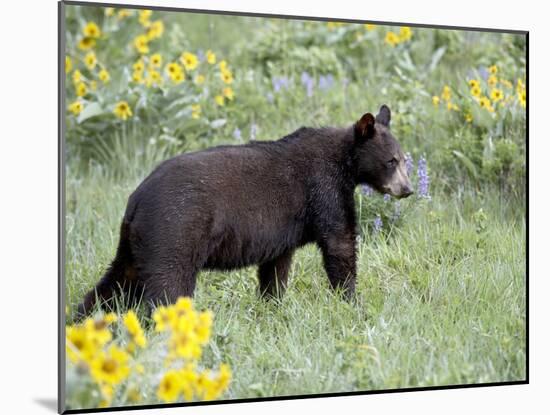 Young Black Bear Among Arrowleaf Balsam Root, Animals of Montana, Bozeman, Montana, USA-James Hager-Mounted Photographic Print