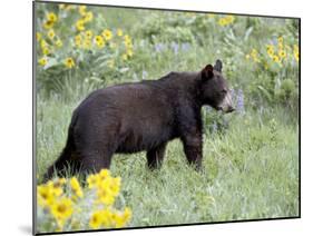 Young Black Bear Among Arrowleaf Balsam Root, Animals of Montana, Bozeman, Montana, USA-James Hager-Mounted Photographic Print