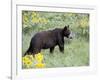 Young Black Bear Among Arrowleaf Balsam Root, Animals of Montana, Bozeman, Montana, USA-James Hager-Framed Photographic Print