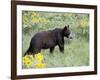 Young Black Bear Among Arrowleaf Balsam Root, Animals of Montana, Bozeman, Montana, USA-James Hager-Framed Photographic Print