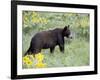 Young Black Bear Among Arrowleaf Balsam Root, Animals of Montana, Bozeman, Montana, USA-James Hager-Framed Photographic Print