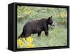 Young Black Bear Among Arrowleaf Balsam Root, Animals of Montana, Bozeman, Montana, USA-James Hager-Framed Stretched Canvas