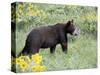 Young Black Bear Among Arrowleaf Balsam Root, Animals of Montana, Bozeman, Montana, USA-James Hager-Stretched Canvas