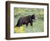 Young Black Bear Among Arrowleaf Balsam Root, Animals of Montana, Bozeman, Montana, USA-James Hager-Framed Photographic Print