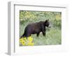 Young Black Bear Among Arrowleaf Balsam Root, Animals of Montana, Bozeman, Montana, USA-James Hager-Framed Photographic Print