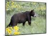 Young Black Bear Among Arrowleaf Balsam Root, Animals of Montana, Bozeman, Montana, USA-James Hager-Mounted Photographic Print