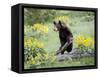 Young Black Bear Among Arrowleaf Balsam Root, Animals of Montana, Bozeman, Montana, USA-James Hager-Framed Stretched Canvas
