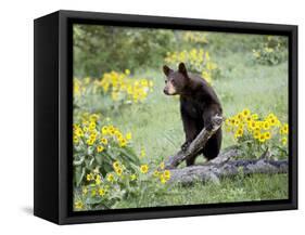 Young Black Bear Among Arrowleaf Balsam Root, Animals of Montana, Bozeman, Montana, USA-James Hager-Framed Stretched Canvas